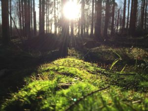 Sol som lyser genom träden i en skog