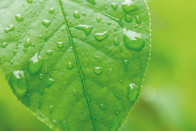 Grönt blad med vattendroppar